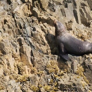 [K-Geography] Endangered sea lion spotted