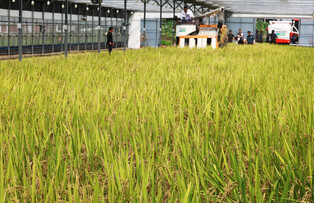 [Moment to Focus] Rice harvesting