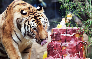 [K-Geography] Tiger's birthday cake