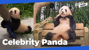 Koreans flock to see baby panda before she departs for China