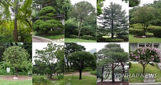 Gov't to offer guided tour of presidential trees at Cheong Wa Dae
