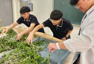 "누에치기 명맥 끊길라" 보은 고교생 10명에 양잠교육