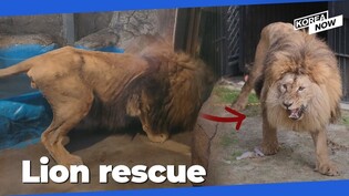 Malnourished lion leaves private zoo for new home