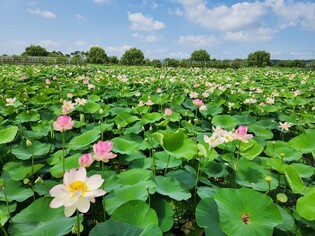 [픽! 당진] 연꽃 활짝 핀 당진 합덕제와 골정지