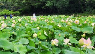 [픽! 보은] 연분홍빛 물든 속리산 연꽃단지