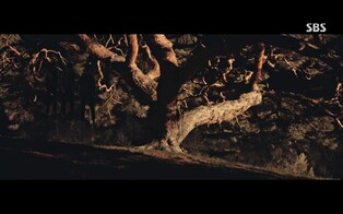 죽음 얽힌 '덕달이 나무' 실제일까…알고 보니 귀한 천연기념물