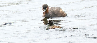 [K-Geography] Grebe's maternal love