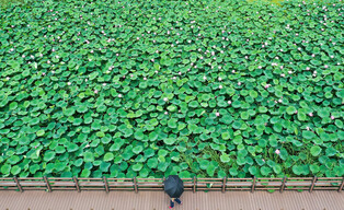 [K-Geography] Lotus flowers