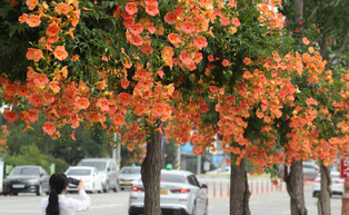 [K-Geography] Trumpet creepers in bloom