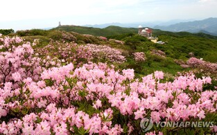 단양 소백산 철쭉제 310억원 경제효과…27만명 방문