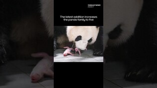 Twin giant panda cubs born in S. korea