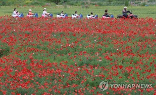 꽃양귀비 축제 무대 원주시 농촌체험휴양마을, 농림부 장관 표창