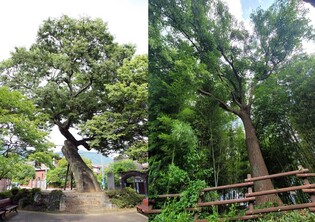 '나무 어르신' 보러 갈까나…창원문화재단 사진전