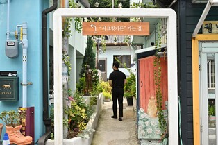 야생화 가득한 정선 고한 골목서 정원 박람회 열린다