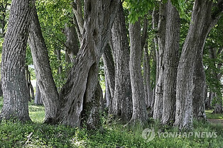 "운봉고원 서어나무숲에서 힐링하세요"…남원시, 희망자 접수