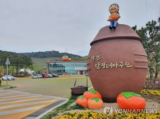 세계 1위 생산량·국가중요농업유산 창원단감…10월에 축제