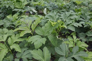 [재미있는 약초 이야기]③ 열 개 처방 중 아홉은 '당귀'