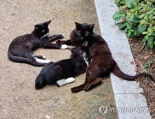 S. Korea confirms another avian influenza case in cat