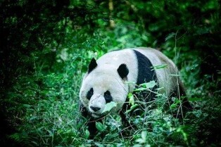 한나라 문제 무덤서 2천년 전 판다 뼈 출토…"순장 추정"