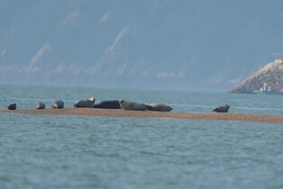 [픽! 서산] 서산 가로림만서 포착된 점박이물범