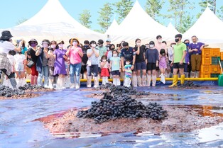 올해 영동포도축제 친환경·체류형 행사로 변신