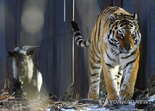 中·러, 멸종위기 아무르 호랑이·극동표범 보호구역 조성 추진