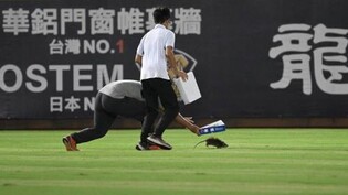 대만 프로야구 그라운드에 쥐…선수들까지 나서 포획 소동