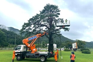 반쪽만 남은 속리산 정이품송…태풍에 꺾인 가지 2개 절단