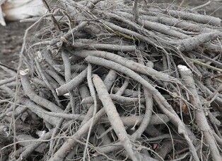 [재미있는 약초 이야기]⑤ 명의 화타도 감탄한 '꽃의 재상' 작약