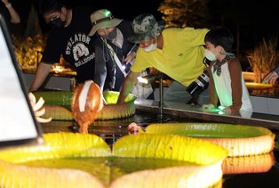 국립수목원 광릉숲서 3일간 여름밤 특별전시