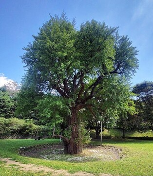 '1천200살 추정' 구리 은행나무 천연기념물 지정 추진