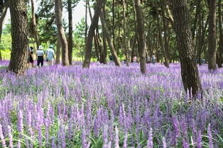 서천 장항 송림산림욕장서 25∼29일 '제1회 맥문동 꽃 축제'