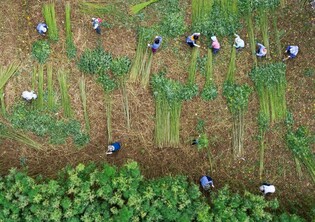 과거 삼베옷 재료 만드는 전통 삼굿 정선서 재현
