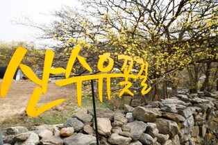 이천시 백사면 산수유마을 '약용식물 특화단지'로 조성