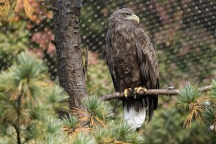 멸종위기종 가장 다양한 곳은 강원…서울엔 24종 살아
