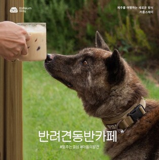 "댕댕이도 가고 싶다"…반려견 동반 반기는 제주 카페는?