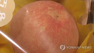 "황도 맛보세요"…이천시, 22~24일 '장호원 복숭아축제'