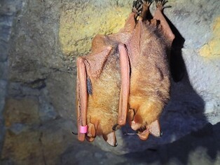 천연기념물 일명 '황금박쥐' 원주 치악산에 8년째 산다