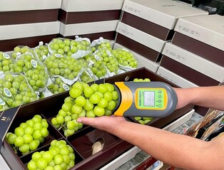 "한알 한알 손으로 측정"…현대百 당도 보장 과일 한정판매