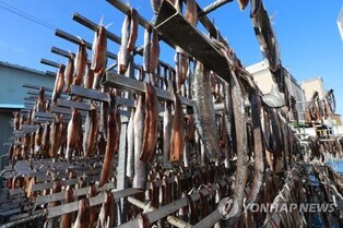 포항 상징 물고기는 청어…조선시대 공물이자 과메기 원조