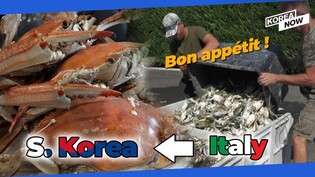 S. Korea's love for blue crabs to solve Italian problem