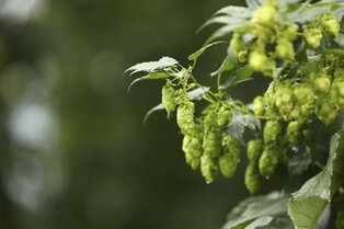 [여행소식] 체코관광청 "자테츠·사츠 홉 유네스코 세계유산 등재"