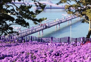 신안 퍼플섬서 27일 '아스타꽃 홍보 축제'