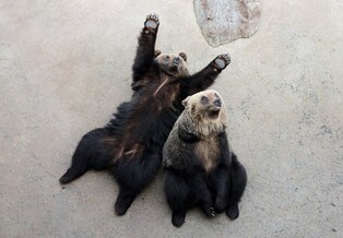 동물 먹이 주기·전통놀이…세종 수목원서 추석 연휴 행사 다채