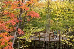 '가을 숲 여행' 산림복지진흥원, 15개 시설서 산림치유 페스타