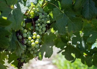 [여행소식] 멸종된 포도 DNA 연구로 '부활'…이스라엘의 사막 와이너리