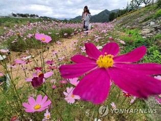 홍천군 서석면 '코스모스 축제' 30일 개막