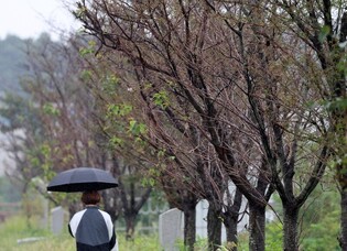 겨울처럼 앙상한 가지만 남은 강릉 경포천 벚나무