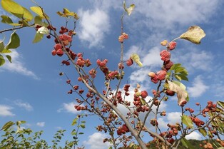 [재미있는 약초 이야기]⑪ 신선들이 즐겨 먹던 약나무 '꾸지뽕'
