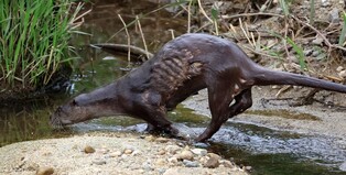 [유형재의 새록새록] 그동안 수달에게 무슨 일이?…안타까운 재회